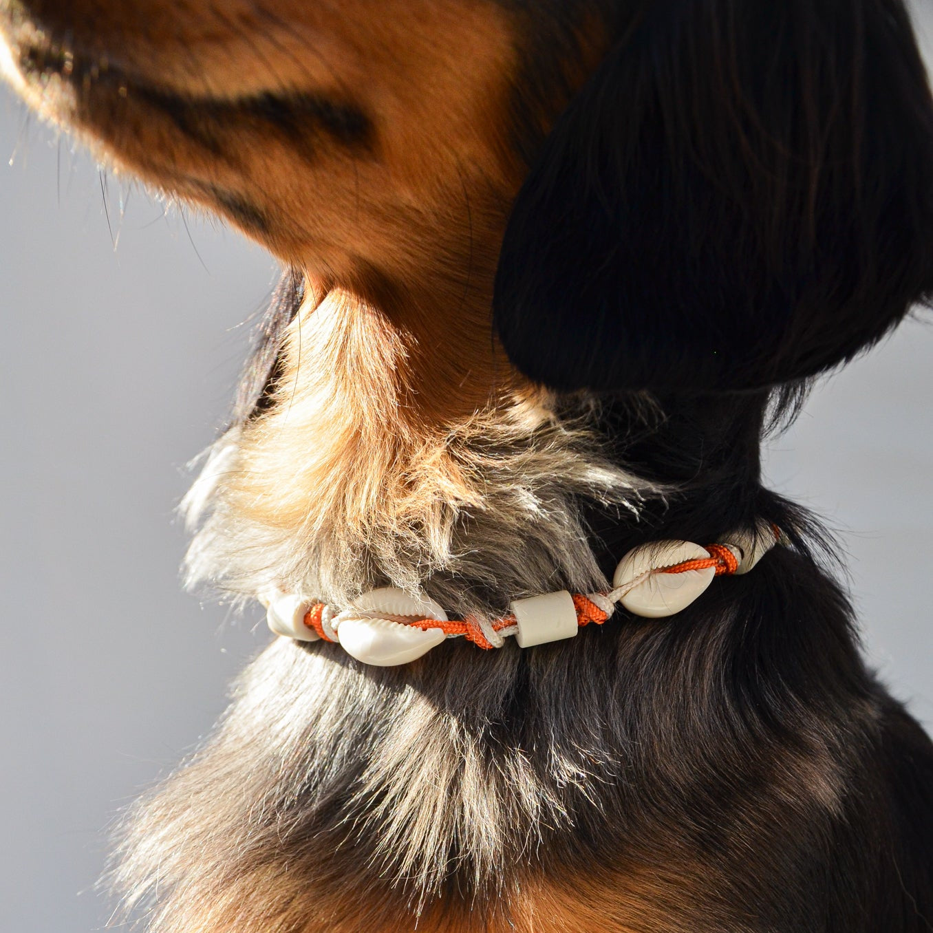 COLLIER SURFEUR