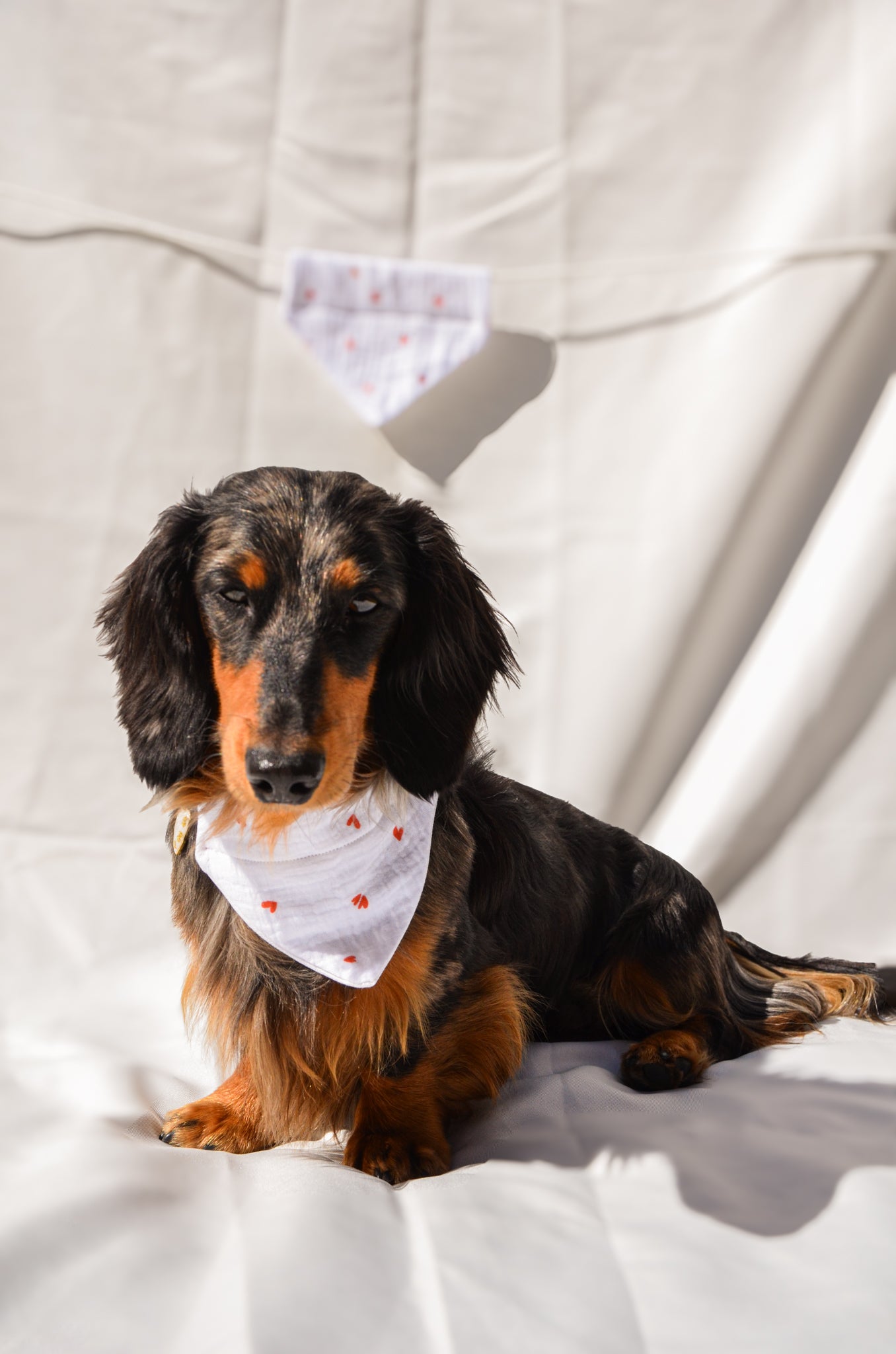 LE PITCHOUN DE L'ÉTÉ