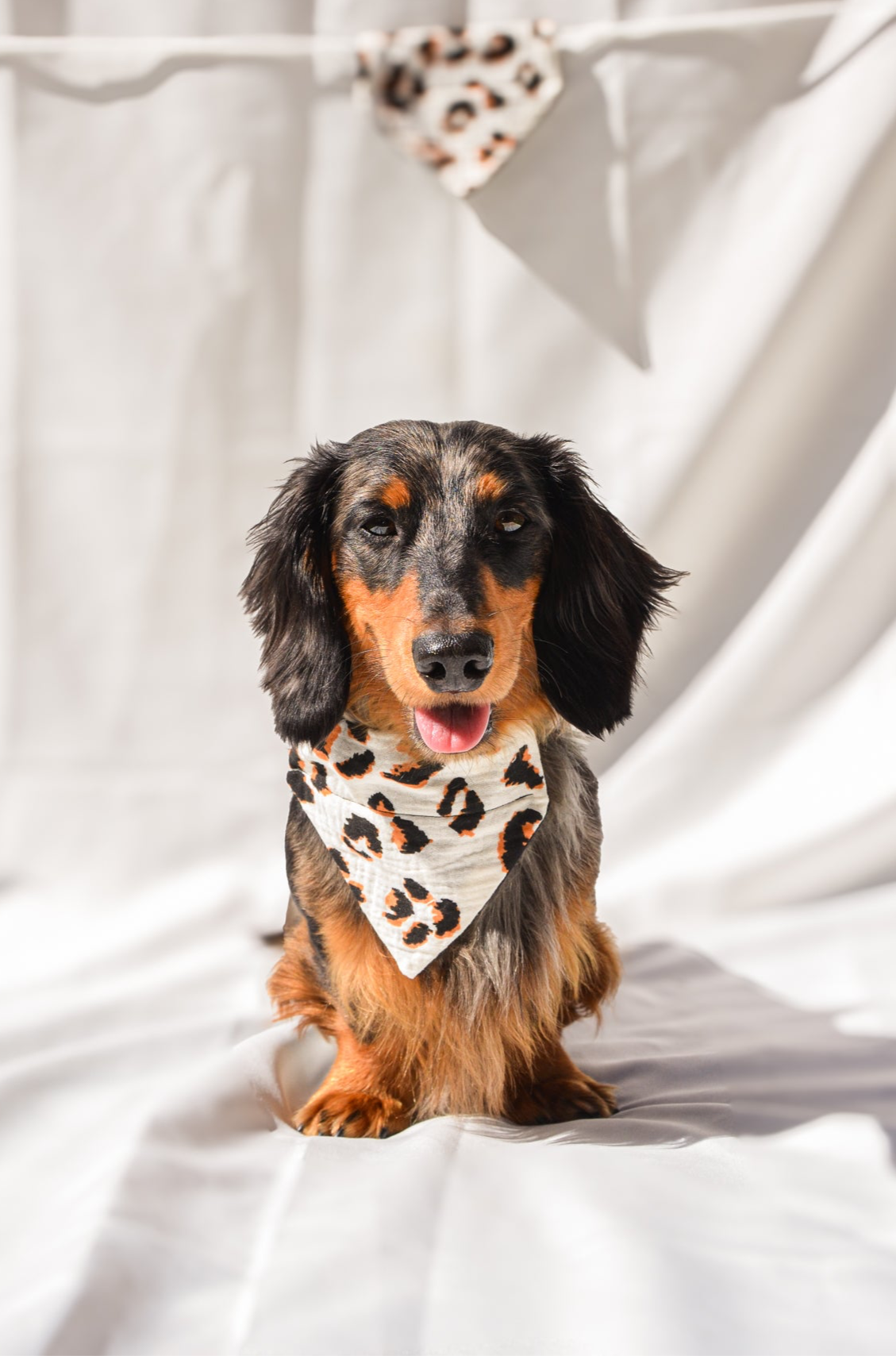 LE PITCHOUN DE L'ÉTÉ